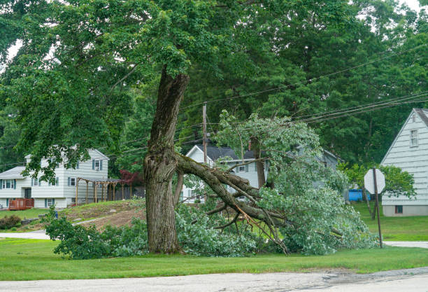 Reliable Little Elm, TX  Tree Services Solutions